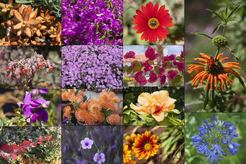 Flowers of the island Madeira collage. stock photo